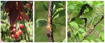 Black Knot Disease Trees Winnipeg