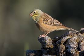 Ortolan bunting is an indulgent dish, but part of the allure likely comes from the transgression of due to european union laws and concerns about the bird's decreasing numbers, trying ortolan bunting is. Ortolan Bunting Wikipedia