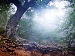We did not find results for: Tree Root Castro Valley Tree Service Sexy Trees