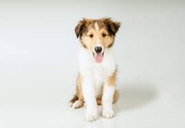 The border collie puppies are a merry, romping breed that is full of energy and affection. Collie Breeders United States Simply Pets