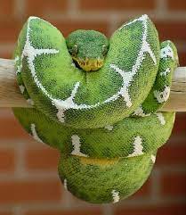 Emerald Tree Boa Emerald Tree Boa Pet Snake Green Trees