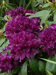 Pin By Vlasta Brejchova On Gardenscapes Garden Escapes Rhododendron Azaleas Plants