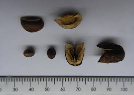 Image result for Sclerocroton