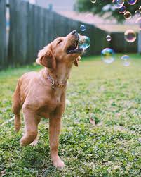 Indy Dogs Cute Dogs Golden Retriever