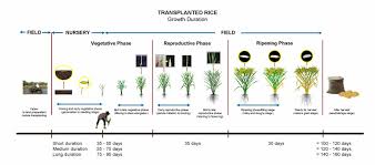 Crop Calendar Irri Rice Knowledge Bank