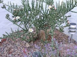 How to draw cacti with branches? Pencil Cacti The Stick Euphorbias Dave S Garden