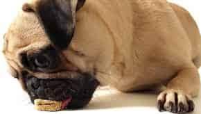 Have omega 3 fatty acids for good for the skin and shiny coat and energy needed by pug puppies. Pug Feeding Guidelines The Best Food For A Healthy Pug Dog