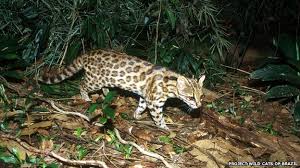 Intuitive fred888: New species of wild cat identified in Brazil