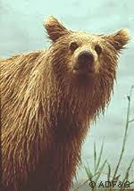 The kodiak stealth includes black steel wheels that are 15 inches each. Kodiak Brown Bear Fact Sheet Alaska Department Of Fish And Game