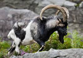 Picture of Feral goat