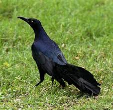 Black Bird With Long Tail Feathers In Texas Grackles Look Alot Like Ravens And Crows Except With A Long Tail And Yellow Eyes Can Be A Little Pesty But Like To Watch Them Bathe A Grackle Bird Black Bird