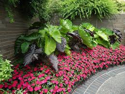 Corner Garden With Border And Elephant Ear Plants Tropical Garden Design Elephant Ear Plant Tropical Landscaping