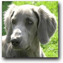 Image result for výmarský dlouhosrstý ohař