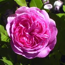 Buy louise odier from david austin with a 5 year guarantee and expert aftercare. Bourbonrose Louise Odier Online Kaufen