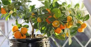 A Mini Guide For Plantation Of Common Fruits Plants With