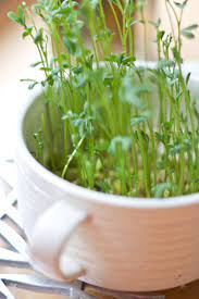 How To Grow Your Own Lentil Sprouts Green Lentils Growing Sprouts Sprouts