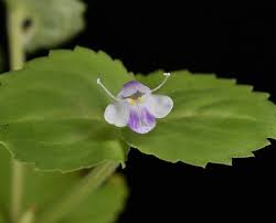 Image result for Craterostigma nummulariifolium