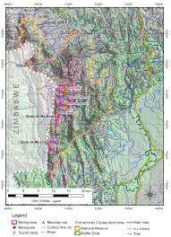 Image result for Olea chimanimani