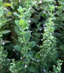 How secure is lemon balm? Lemon Balm Melissa Officinalis Wisconsin Horticulture