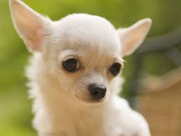 free chihuahua wallpaper for desktop on