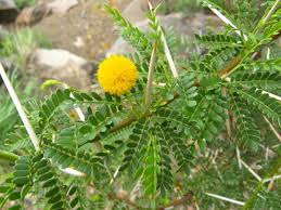 Image result for Acacia karroo
