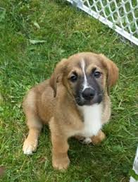 Browse thru boxer puppies for sale in michigan, usa area listings on puppyfinder.com to find your perfect puppy. Pin By J Bigelow On Cute Stuff Puppies Unique Dog Breeds Hybrid Dogs