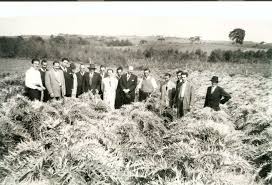 pin em curitiba antiga