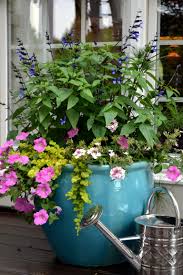 Petunias in small pots can turn yellow due to small pots containing less soil and therefore less nutrients. Pin By Cathy Devroome On Green Thumb Container Gardening Container Garden Design Garden Containers