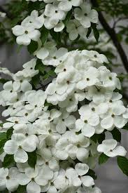 We did not find results for: Get Celestial Flowering Dogwood In Mi At English Gardens Nurseries Serving Clinton Township Dearborn Heights Eastpointe Royal Oak West Bloomfield And The Plymouth Ann Arbor Michigan Areas