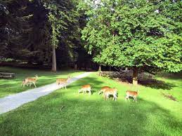 Последние твиты от city of deer park (@deerparktxgov). Marselisborg Deer Park Aarhus Park Bilder