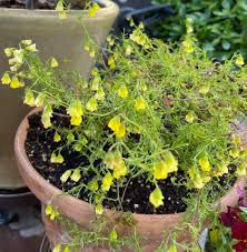 Image result for Hermannia floribunda