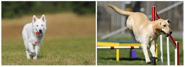 Dog boarding kennels provide your dog a safe and secure place to call. Becoming A Dog Trainer Petprofessional