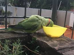 Birds Of South Africa Gauteng Sighting Indian Ringneck Parakeet Randburg Johannesburg Gauteng Gp South Africa V38586 Parakeet Bird Sightings Parrot Bird