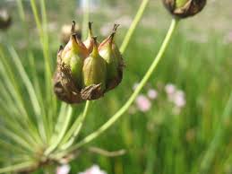 Butomus umbellatus L. | Flora of Israel and adjuscent areas