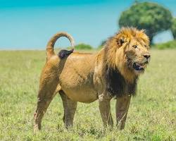 Image of Lions in the Masai Mara