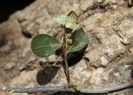 Image result for Aphloia theiformis