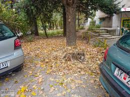 Skopje (stolica), куманово, битола, тетово i гостивар. Co Nas Wkurza W Macedonii Polnocnej Balkany Wedlug Rudej