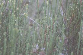 Image result for Struthiola