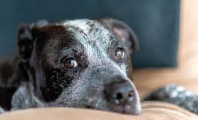 German shorthaired pointer and bluenose pitbull mix puppies. 20 Pitbull Mixes Charismatic Cute Cuddly Canines