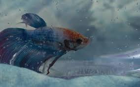 Betta Fish Laying On Side When To Be Concerned Zenaquaria