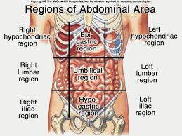 Learn about body quadrants with free interactive flashcards. 9 Abdominopelvic Regions Anatomy Organs Human Body Anatomy Body Anatomy