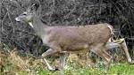  DEC forms plan to defend against chronic wasting disease