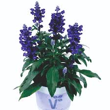Image result for Salvia farinacea