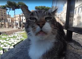 What's the name of the cat in the meme? Puzzled Cat In Rome Ends Up On Google Street View Michigan Humane