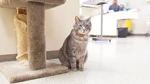 Arlington animal hospital outstanding medicine, extraordinary service. Vet Practice Fever Burns As Clinics Change Hands