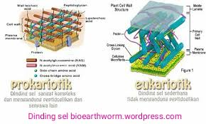 Untuk inspirasi gambar dinding, tenang saja karena kania sudah menyiapkannya. Dinding Sel Bioearthworm