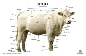 Beef Cow Anatomy Poster Beef Cattle Cow Beef Cow