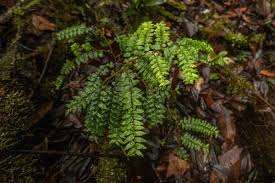 Image result for Embelia libeniana