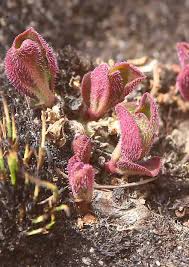 Image result for Euphorbia lividiflora