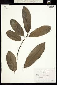 Image result for Diospyros consolatae